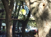 УРБАНО ЗЕЛЕНИЛО - ЗДРАВЉЕ ЗАЈЕДНИЦЕ!