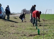 Нови дрворед за село у нестанку!